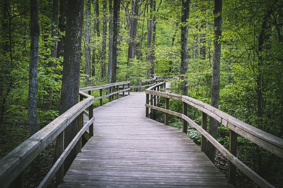 Trail inside the Bog Garden, which runners pass early in the course at Race 13.1 Greensboro.