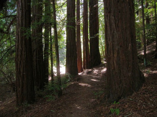 Scenery along the Crystal Springs Trail in Huddart Park, Calif. (Photo by Miguel Vieira/flickr)