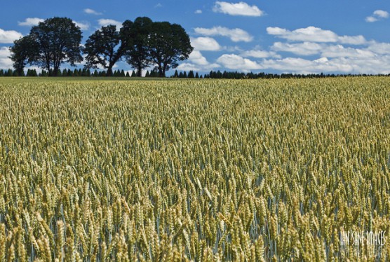 The scenery in nearby Aumsville, Oregon. (Photo by Ian Sane/flickr)