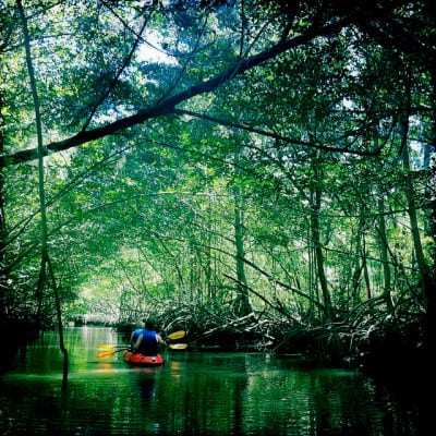Kayakers float down the river in Oleta River State Park in North Miami Beach, Florida. (Photo by Charlie Llewellin/flickr)