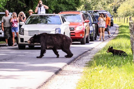 Park visitors stop to check out a bear and her cub rambling through Cades Cove in Great Smoky Mountains National Park, Tennessee. (Photo by Edd Prince/flickr)