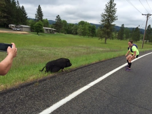 Pigs on the course at the Grapes of Half. (Photo courtesy Pink Buffalo Racing)