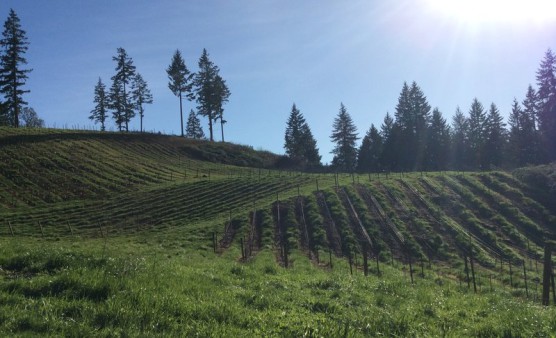 The vineyards at Noble Estate Winery, where the race begins. (Photo courtesy Pink Buffalo Racing)