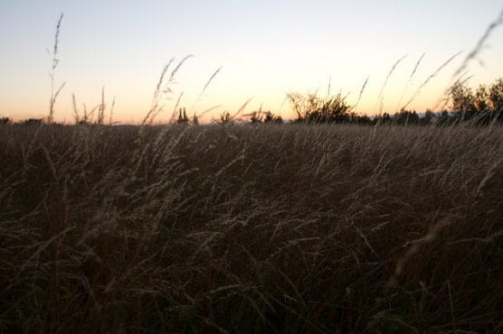 Steilacoom Park in Lakewood, Wash. (Photo by Razvan Orendovici/flickr)