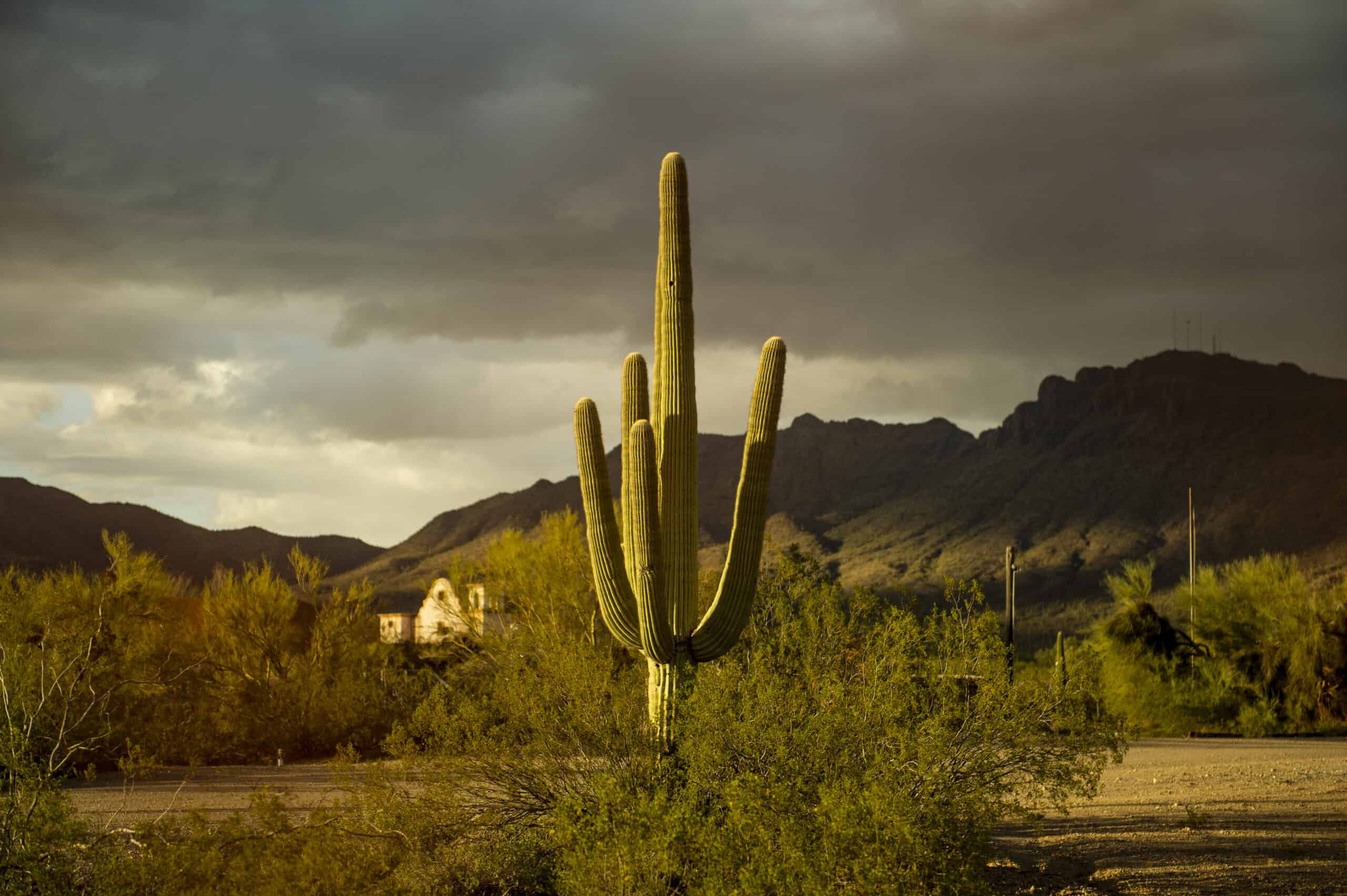 A cactus in the Saguaro Half Marathon course.