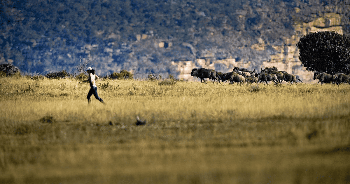 Runner on the Big Five Marathon with African buffalo on the marathon course.