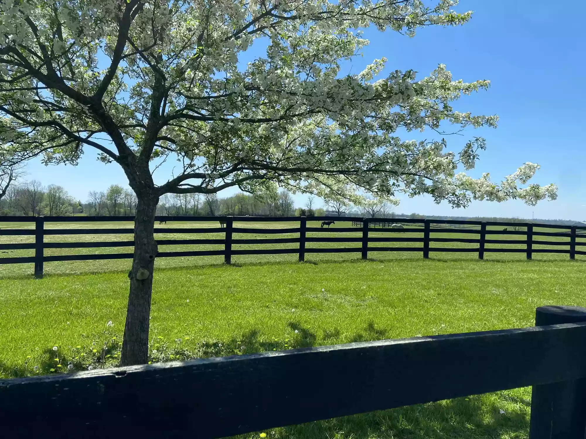 Kentucky Horse Park Campground