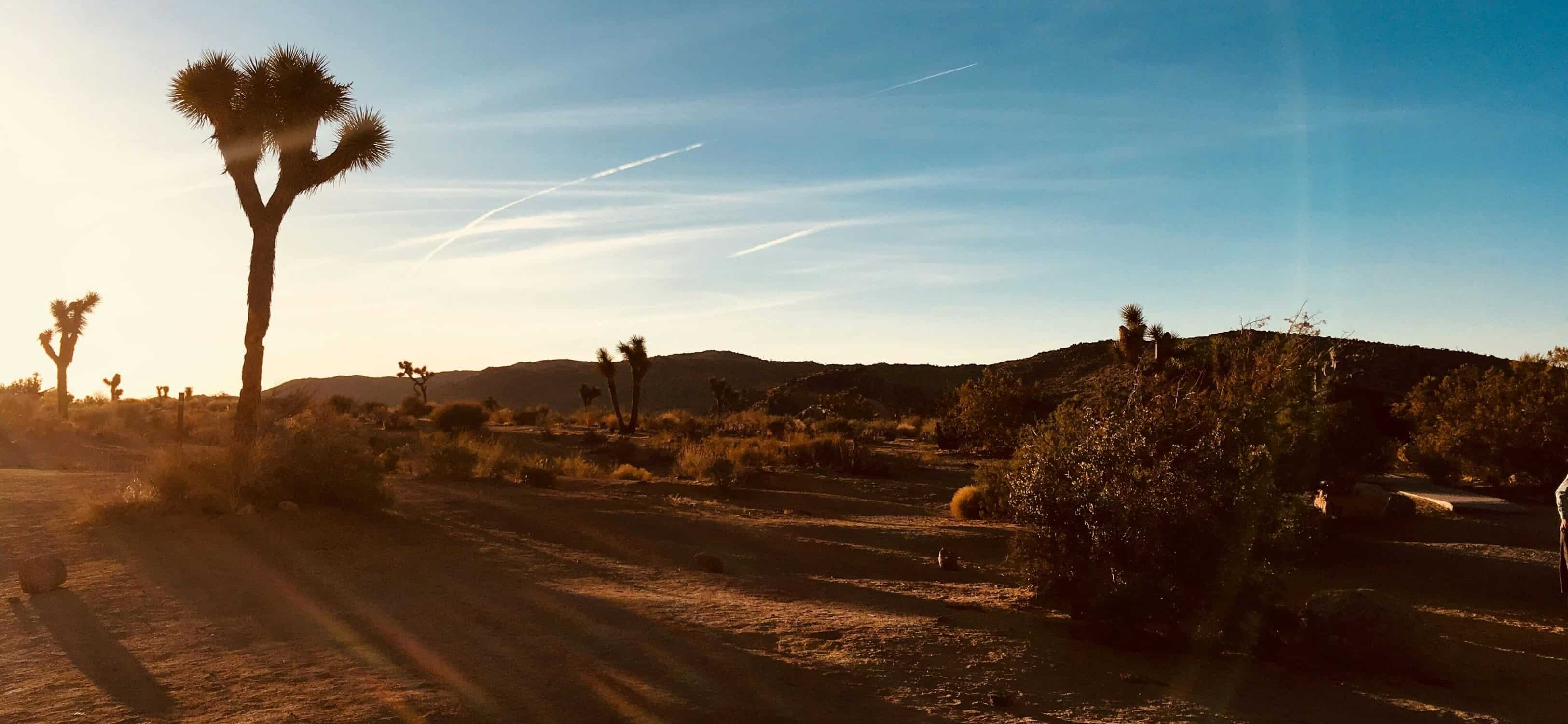 Joshua Tree