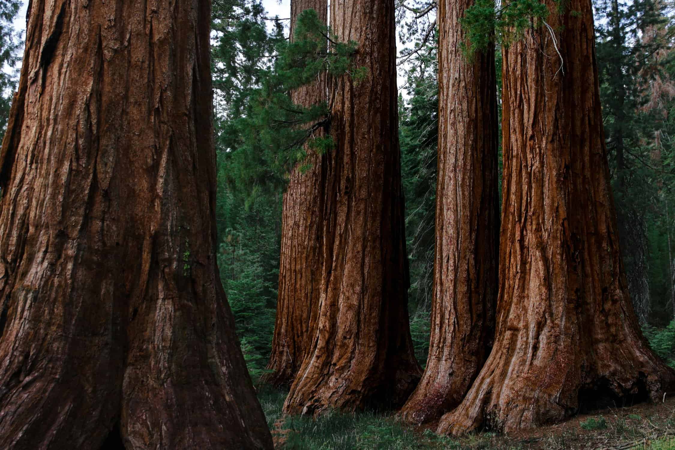 redwoods