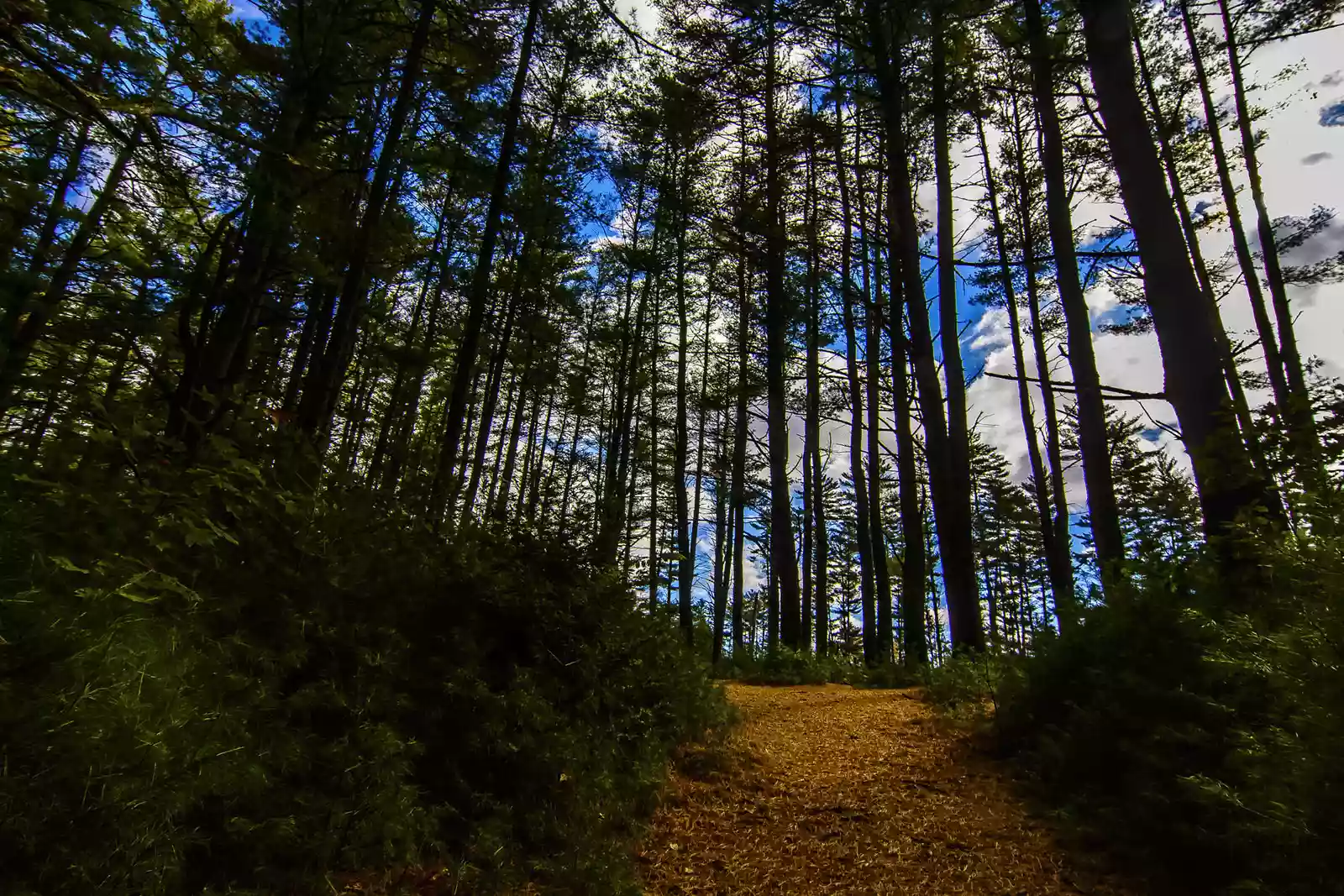 Bear Brook State Park, Allenstown, New Hampshire