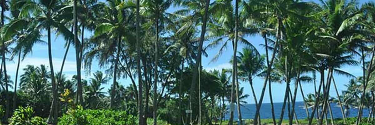 Holo Kahakai 5K, 10K or Half Marathon Fun Run in Pahoa, HI scenery