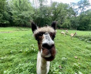 The Stick Season Trail Run Series Logo