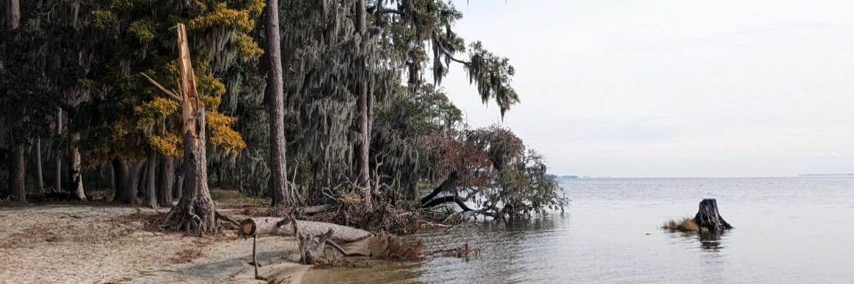 Goose Creek Trail Run & Hike in Washington, NC scenery