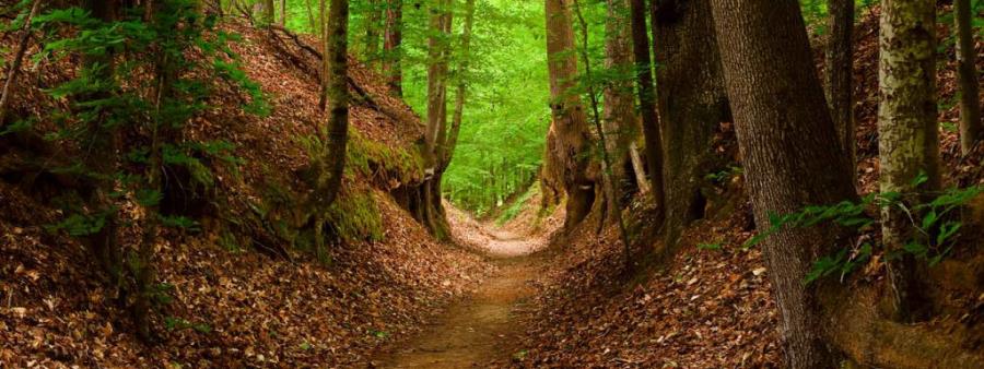 Natchez Trace Trail Run in Franklin, Tennessee experience and scenery