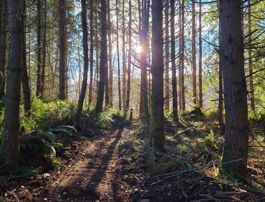 Silver Creek Trail Run Half Marathon at Night Owl Landing in Kingston, WA scenery