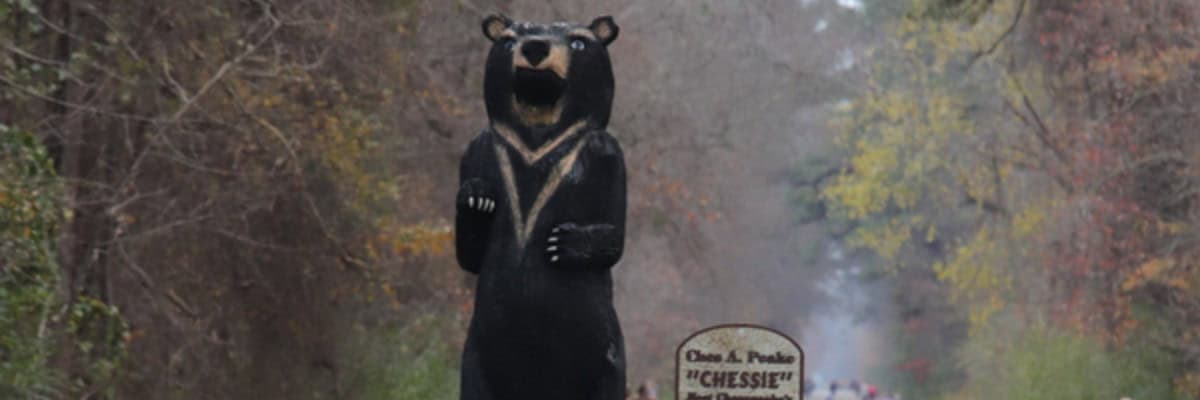 Tidewater Strider Dismal Swamp Half Marathon Scenery and experience